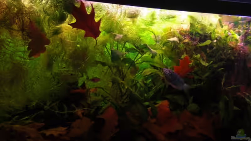 Herbst im Aquarium (27.10.08) von Dominik (9)