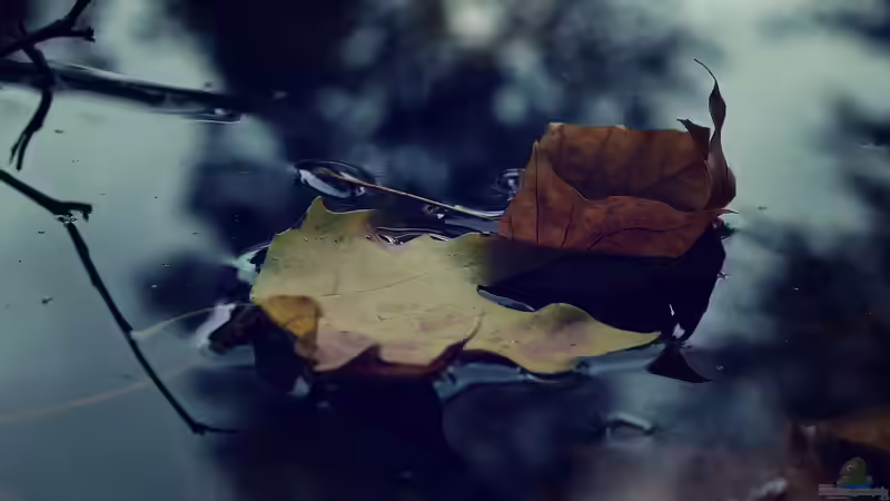 Herbstlaub im Gartenteich: Rechtzeitig vorsorgen