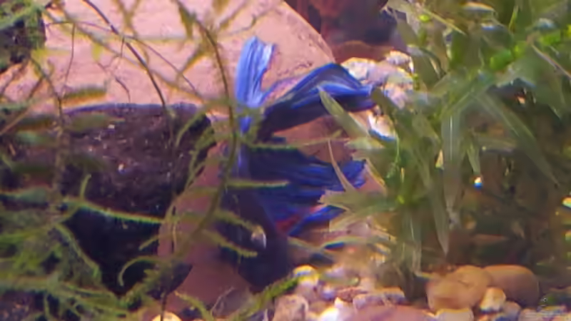 Herki, der Kampffisch meiner Freundin von Snawatz (20)