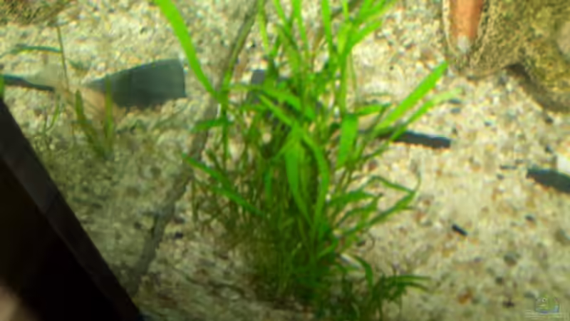 herlfes zyperngra von Andre Schumacher (10)