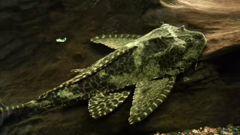 Hermann der Wels..... von Malte Hübner (4)