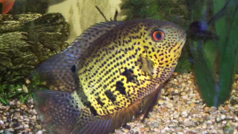 Heros - Der Diskus des kleinen Mannes