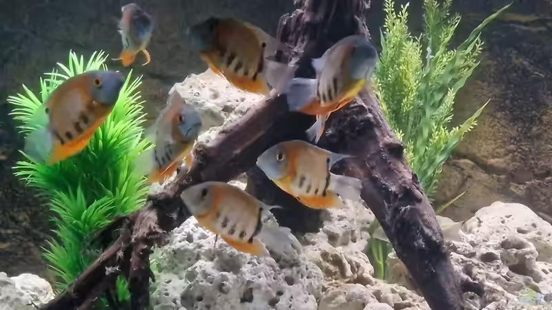 Heros - Der Diskus des kleinen Mannes