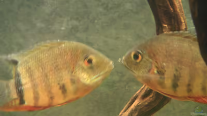 Aquarien mit Heros efasciatus (Rotkeil-Augenfleckbuntbarsch)
