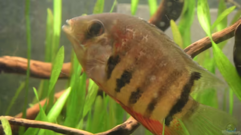Aquarien mit Heros efasciatus (Rotkeil-Augenfleckbuntbarsch)