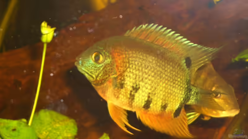 Heros efaciatus ´Rotkeil´ Mänchen (Photo mit Blitz) von Knorpelfisch (42)