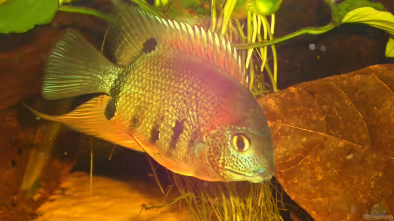 heros efaciatus `Rotkeil` Männchen (Photo mit Blitz)