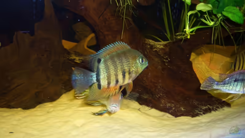 Heros efaciatus ´rotkeil´ vermutlich ein Mänchen von Knorpelfisch (38)