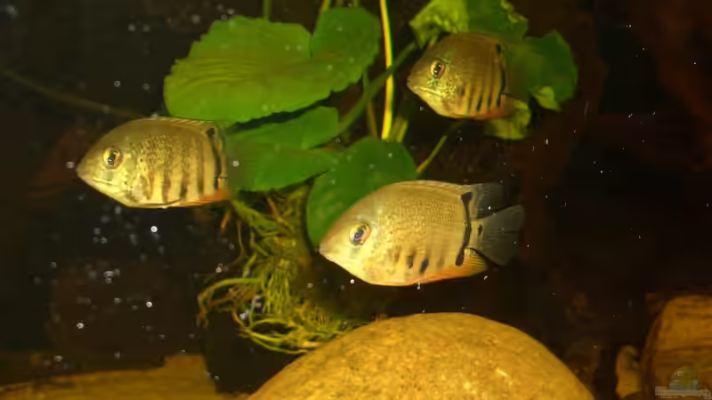 Heros efaciatus ´Rotkeil´ von Knorpelfisch (28)