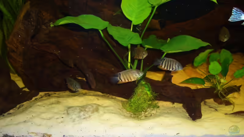 Heros efaciatus ´Rotkeil´ von Knorpelfisch (33)