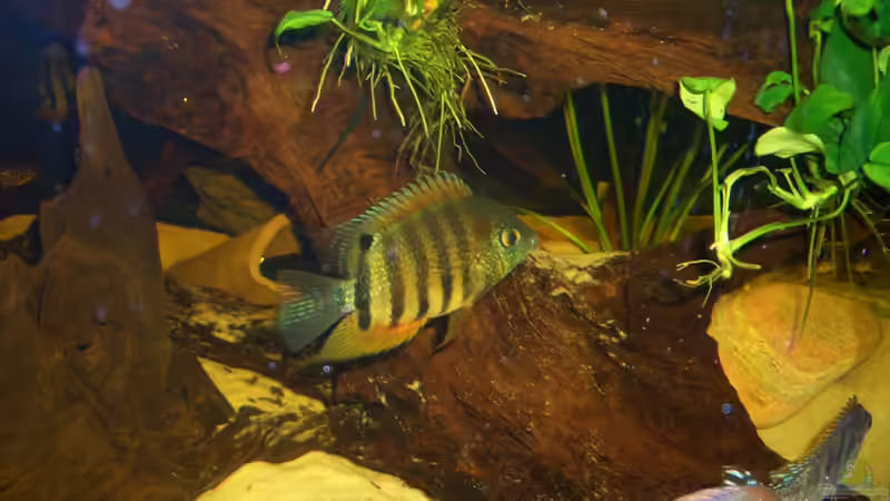 Heros efaciatus ´rotkeil´ von Knorpelfisch (39)