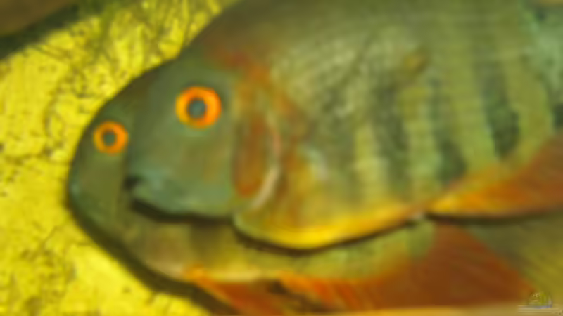 Heros efasciatus Paar von Rüdiger Schäbe (11)