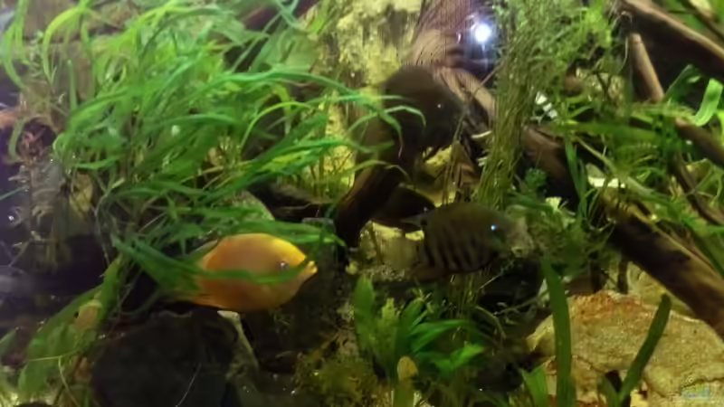 Heros gelb und severum von M.G (15)