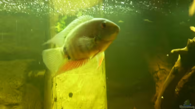 Heros severum - Augenfleck-Buntbarsch, leider hat er seine Frau vertrieben, die versteckt sich öfters und kommt nur zum Füttern.  von pfauenauge36 (18)