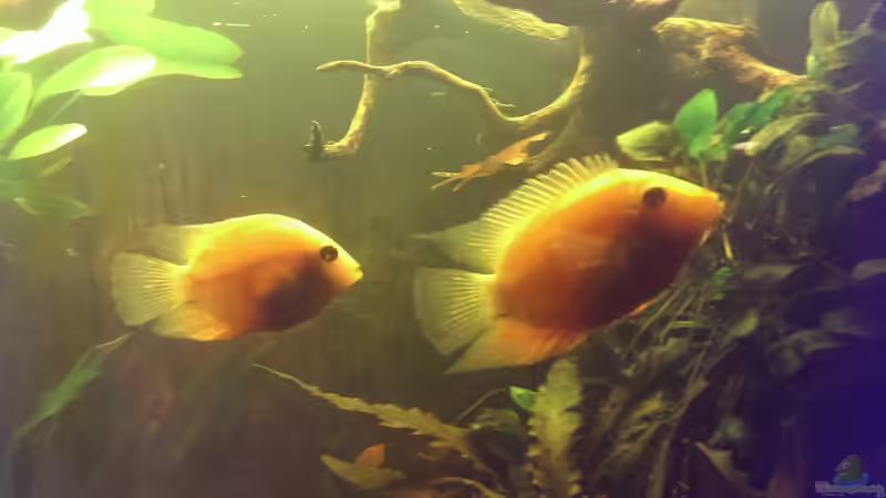 Heros severus Gold von Seemann (38)