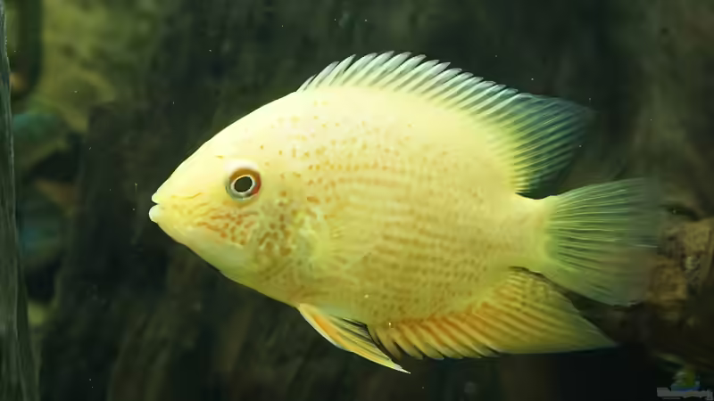 Heros severus (goldener Augenfleck-Buntbarsch) von 1887woeh (7)