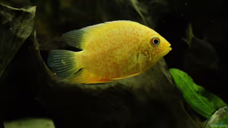 Heros severus (goldener Augenfleck-Buntbarsch) von 1887woeh (8)