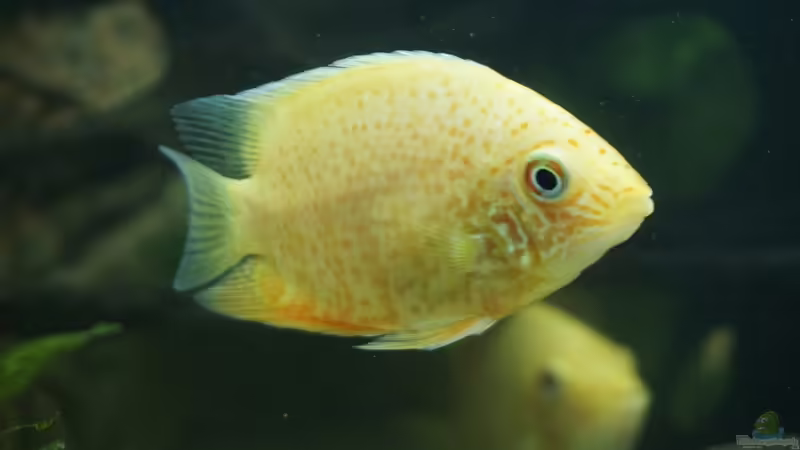 Heros severus (goldener Augenfleck-Buntbarsch) von 1887woeh (9)