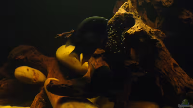 Heros severus in Brutfärbung mit Jungfischen von Dreamworker (10)