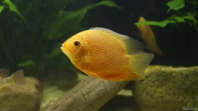 Einrichtungsbeispiele für Heros (Augenfleckbuntbarsche)