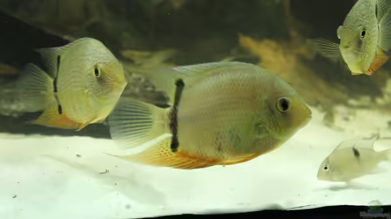 Heros sp. Rotkeil von T-Aquatics (30)