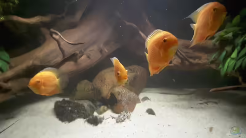 Heros von Amazonasbecken.eu (19)