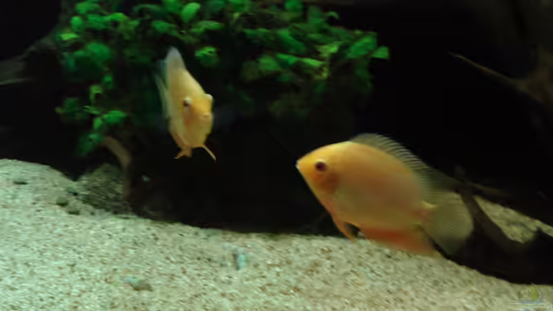 Heros von Seifert Daniel (4)