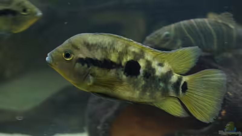 Herotilapia multispinosa (Regenbogencichlide) von 1887woeh (12)