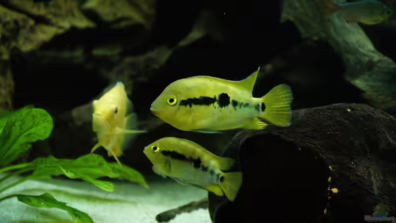 Herotilapia multispinosa (Regenbogencichlide) von 1887woeh (13)