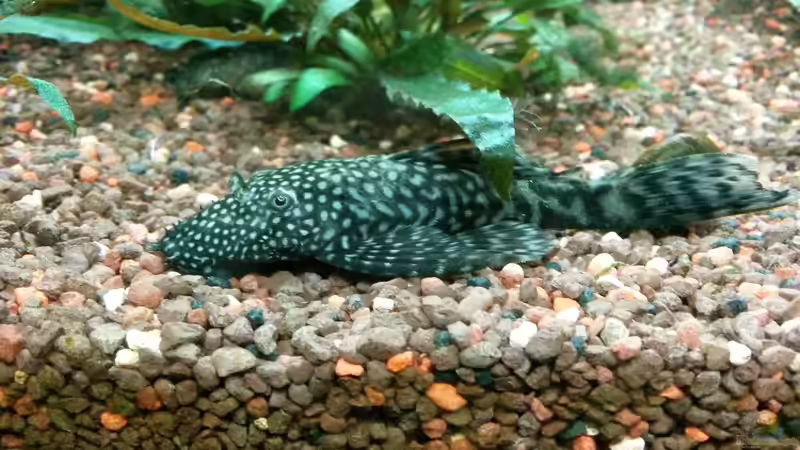 Herr Antennenwels  von Bea (11)