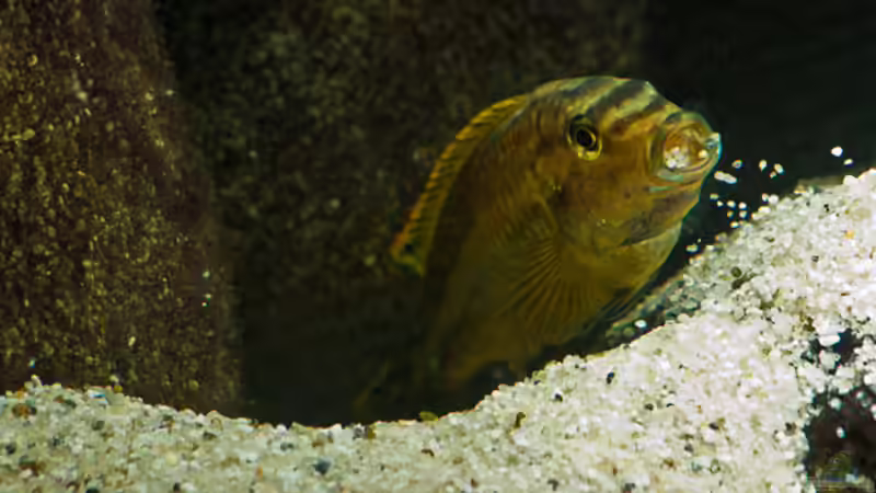 Herr Auratus: Bob der Baumeister von boffix (45)