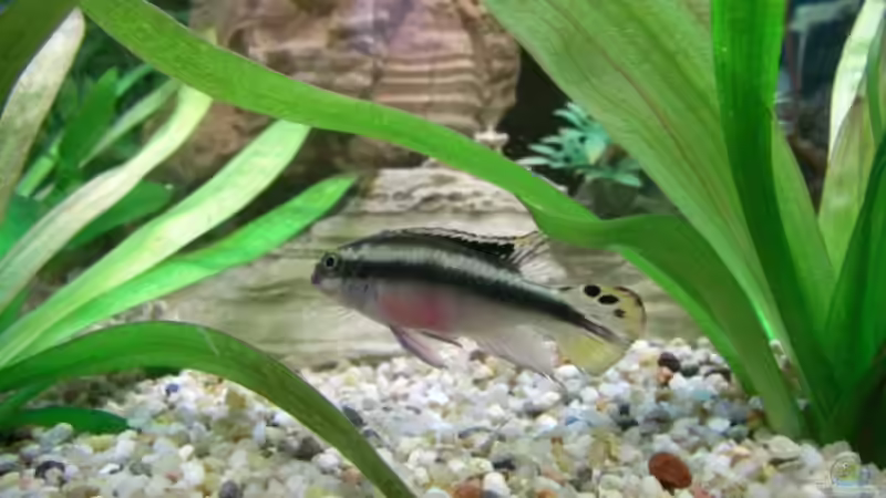 Herr Barsch von Schindlinho (5)