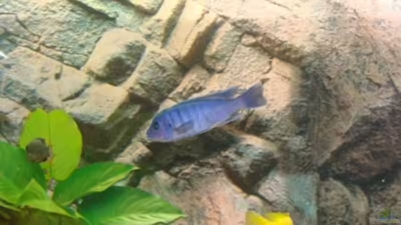 Herr Cynotilapia afra  von malawi74 (14)