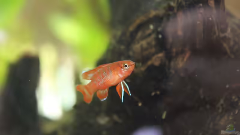 Aquarien mit Dario dario (Einrichtungsbeispiele für Scarlet-Blaubarsche)