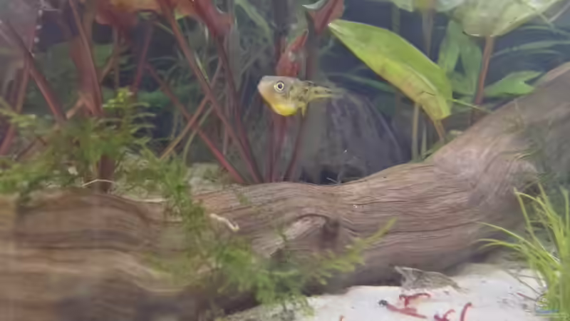 Herr Erbse mit dickem Bauch  von Erbse (4)