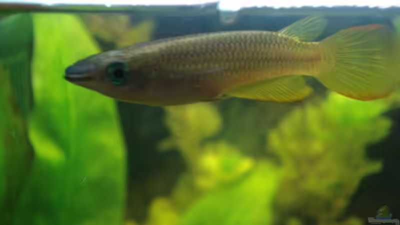 Herr Goldhechtling von lunimami (8)