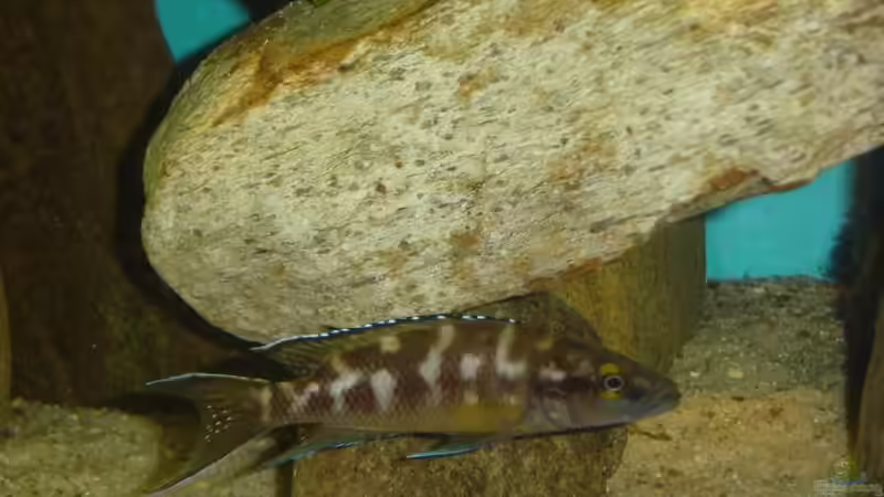 Herr Gombi von Lotte Smirnova (5)