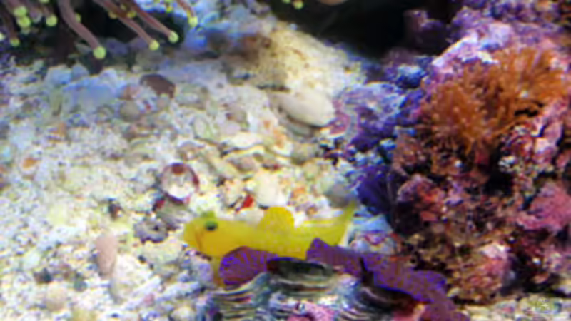 Herr Grundel von reefaddict (18)