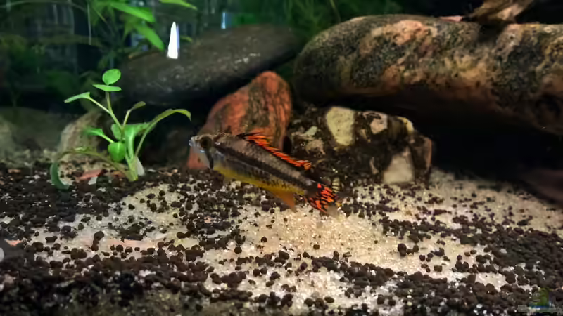 Herr Kakadu von Martin L. (11)