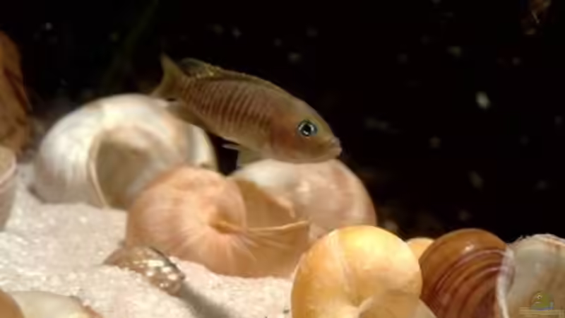 Herr ´Multi´ von seiner schönsten Seite!!!! von Chris_R. (40)