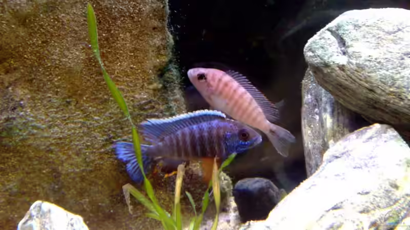 Herr und Frau Hansbeanschi von Chris_R. (33)