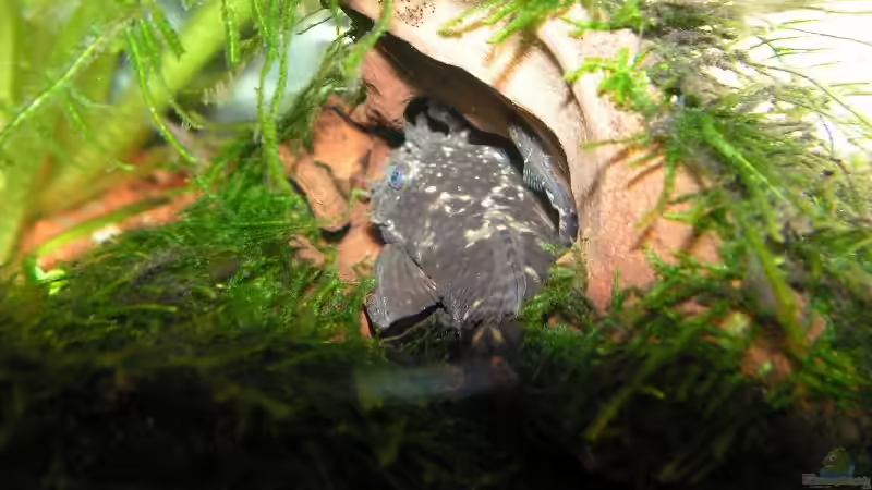 Herr Wels mit Babys von Manuela Vogt (11)