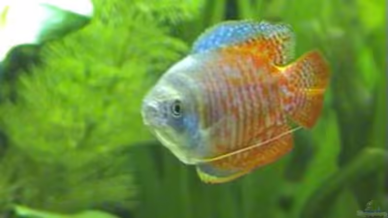 Herr Zwergfadenfisch von Marco Schumacher (23)