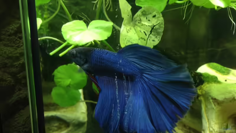 herrlich... von Johnny Martini (7)