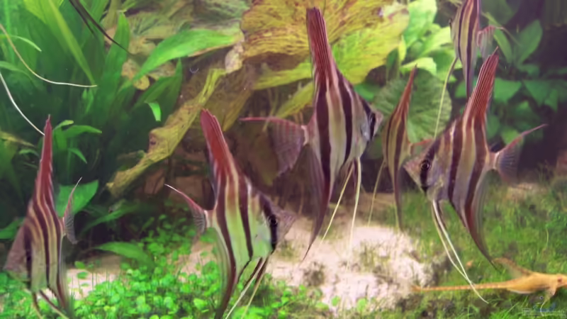 Herrlich!!!! (28.12.07) von Richard Gärtner (27)