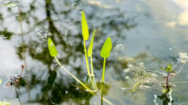 Herzblättriges Hechtkraut (Pontederia cordata) 19.06.2019 von Acki50 (23)