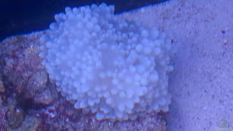 Heteractis crispa - Lederanemone von David F. (16)