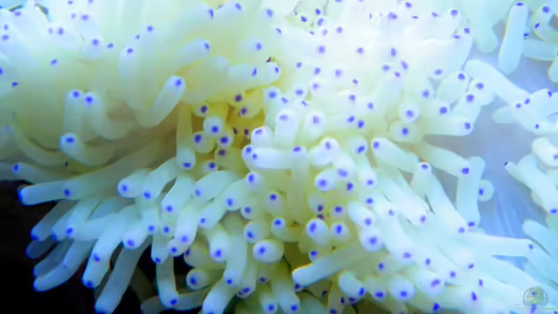 Heteractis crispa von Malawigo (43)