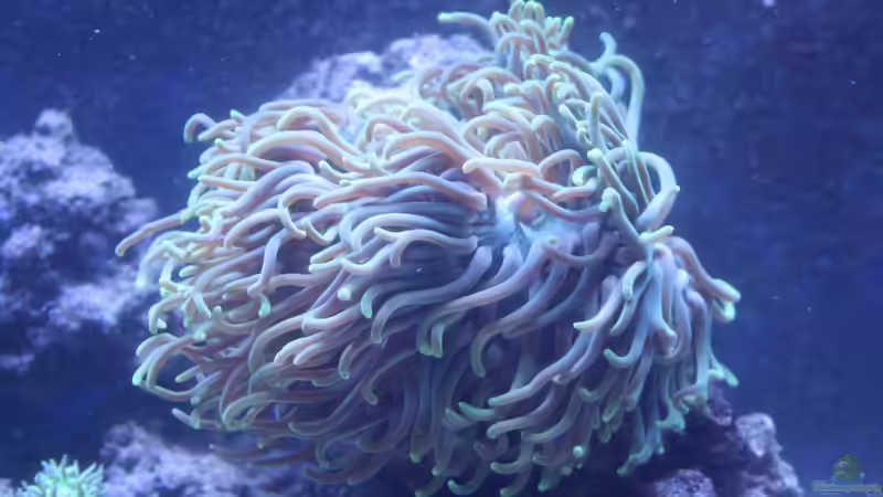 Heteractis magnifika von David F. (29)