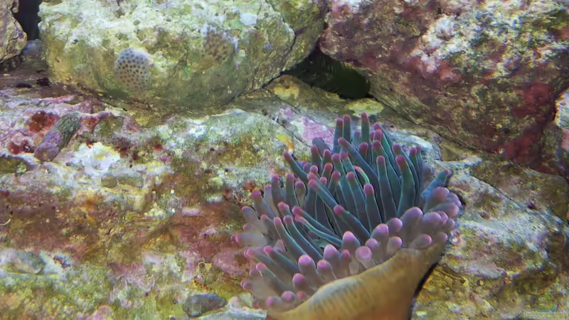 Heteractis malu von Peter Tippmar (16)